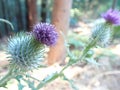 Purple spiky flower in the redwood forest Royalty Free Stock Photo