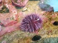 Purple spiky sea urchins in water with rocks