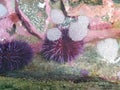 Purple spiky sea urchins in water with rocks Royalty Free Stock Photo