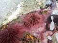 Purple spiky sea urchins in water with rocks Royalty Free Stock Photo