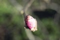 A purple spiral magnolia bud on a blurred park greenery background