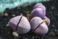 Purple Split Rock Pleiospilos nelii plant Royalty Free Stock Photo