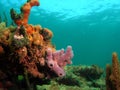 Purple Sponge Coral Royalty Free Stock Photo