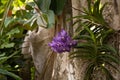 Purple spotted aranda orchid Aranda omyai attached to a tree in Royalty Free Stock Photo