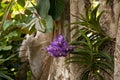 Purple spotted aranda orchid Aranda omyai attached to a tree in Royalty Free Stock Photo