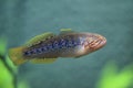 Purple spotted gudgeon