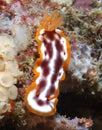 Purple-Spotted Hypselodoris