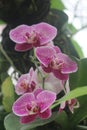 Purple Spotted Orchids