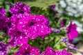 Purple spotted petunia flower