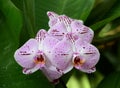 Purple spotted Phalenopsis orchid blooms, in botanical garden Royalty Free Stock Photo