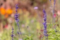 purple sprigs of lavender in the garden. natural flower background.