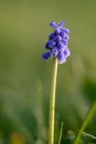 Purple sprin flower with dew drops