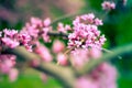 Purple Spring Blossom of Cercis Canadensis or Eastern Redbud Flowers Royalty Free Stock Photo