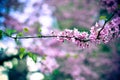 Purple Spring Blossom of Cercis Canadensis or Eastern Redbud Flowers Royalty Free Stock Photo