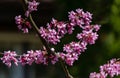 Purple spring blossom of Eastern Redbud, or Eastern Redbud Cercis canadensis in sunny day. Close-up of Judas tree pink flowers Royalty Free Stock Photo