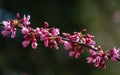 Purple spring blossom of Eastern Redbud, or Eastern Redbud Cercis canadensis in sunny day. Close-up of Judas tree pink flowers Royalty Free Stock Photo