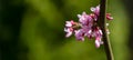 Purple spring blossom of Eastern Redbud, or Eastern Redbud Cercis canadensis in sunny day. Close-up of Judas tree pink flowers Royalty Free Stock Photo