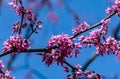 Purple spring blossom of Eastern Redbud, or Eastern Redbud Cercis canadensis in sunny day. Close-up of Judas tree pink flowers Royalty Free Stock Photo