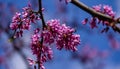 Purple spring blossom of Eastern Redbud, or Eastern Redbud Cercis canadensis in sunny day. Close-up of Judas tree pink flowers Royalty Free Stock Photo