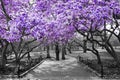 Purple spring blossoms blooming on black and white trees above a path in Central Park, New York City Royalty Free Stock Photo