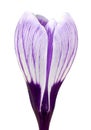 Purple spring crocus flower isolated on white background. Royalty Free Stock Photo