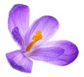 Purple spring crocus flower with water drops isolated on white background Royalty Free Stock Photo