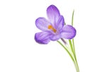 Purple spring crocus flower with water drops on white background. Crocus Iridaceae Royalty Free Stock Photo