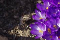 Purple spring crocus flowers close up with copy space Royalty Free Stock Photo