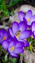 purple spring crocus flowers in a garden in Poland. And a bee wasp sitting on the flowers Royalty Free Stock Photo