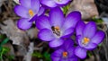 purple spring crocus flowers in a garden in Poland. And a bee wasp sitting on the flowers