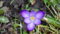 purple spring crocus flowers in a garden in Poland Royalty Free Stock Photo