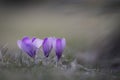 Purple spring crocus flowers Royalty Free Stock Photo