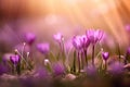 Purple spring crocus flowers