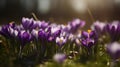 Purple spring crocus flowers