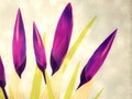 Spring crocuses