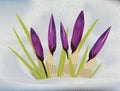 Spring crocuses