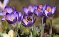 Purple spring crocus and a honey-bee collecting pollen
