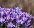 Purple Spring crocuses Royalty Free Stock Photo