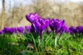 Purple spring crocuses in public park Royalty Free Stock Photo