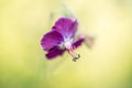 Purple Spring flower abstract Royalty Free Stock Photo