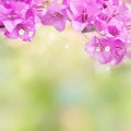 Purple spring flower Bougainvillea blooming over nature green background