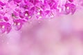 Purple spring flower Bougainvillea on sweet purple background with copy space