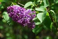 Purple spring flower cluster of Lilac decorative shrub, latin name Syringa, possibly Syringa Vulgaris Royalty Free Stock Photo