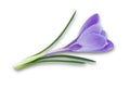 Purple spring flower crocus isolated on white background Royalty Free Stock Photo