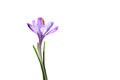 Purple spring flower crocus isolated on white background Royalty Free Stock Photo