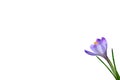 Purple spring flower crocus isolated on white background Royalty Free Stock Photo