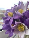 Purple spring flower Royalty Free Stock Photo