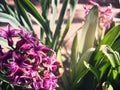 Purple spring flower hyacinth Royalty Free Stock Photo