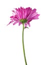 Purple spring flower Royalty Free Stock Photo