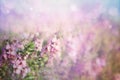 Purple spring flower meadow background Royalty Free Stock Photo